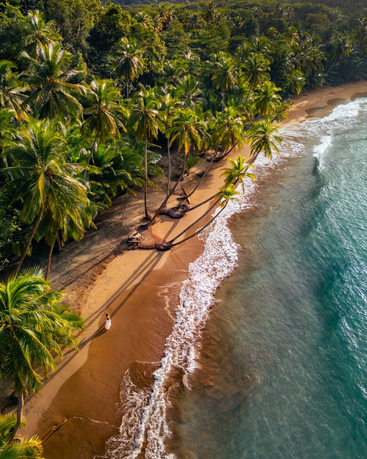 Aerial view of a palm-lined beach with waves breaking on golden sand