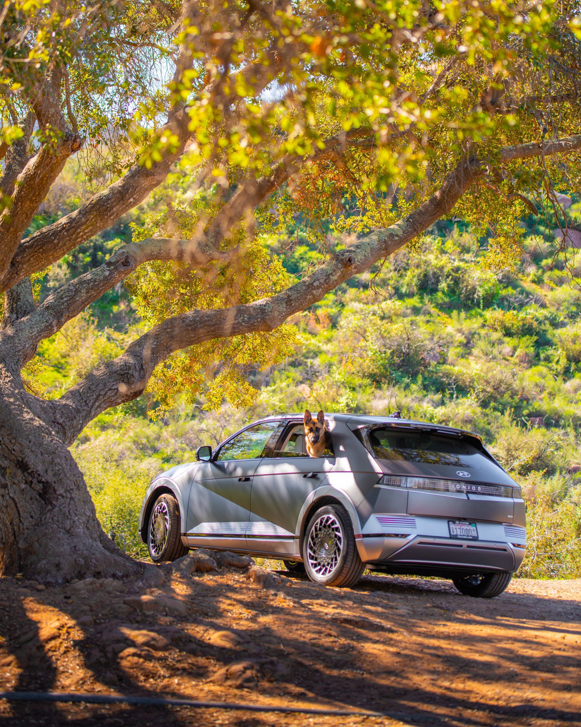 A silver Ioniq 5 parked under a sprawling oak, with a dog looking out the window
